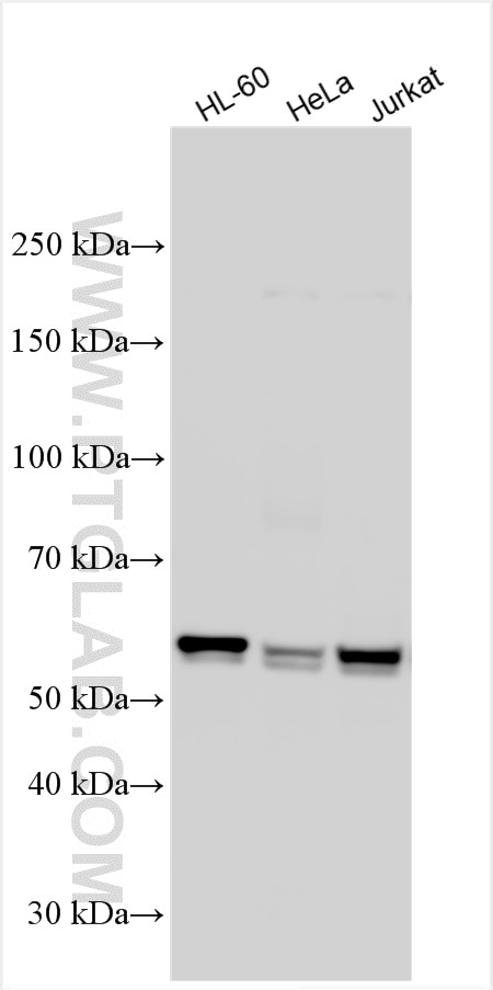 WB analysis using 24944-1-AP