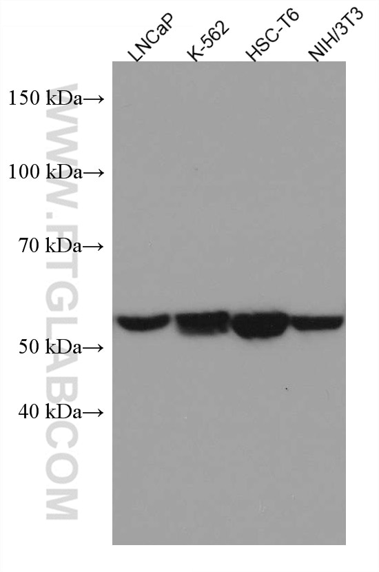 Western Blot (WB) analysis of various lysates using ME2 Monoclonal antibody (67457-1-Ig)
