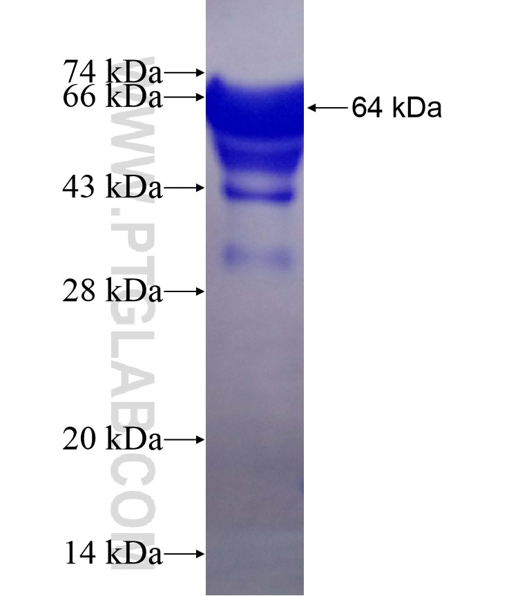 ME3 fusion protein Ag10806 SDS-PAGE