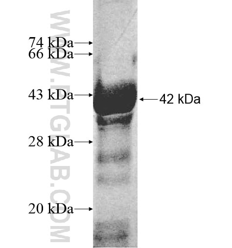ME3 fusion protein Ag10822 SDS-PAGE