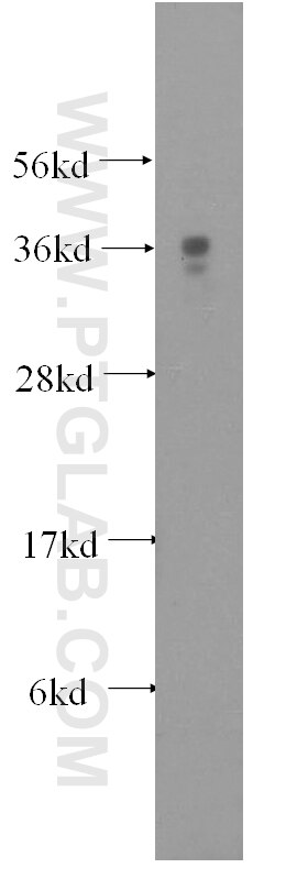 Western Blot (WB) analysis of mouse testis tissue using MEA1 Polyclonal antibody (10267-1-AP)