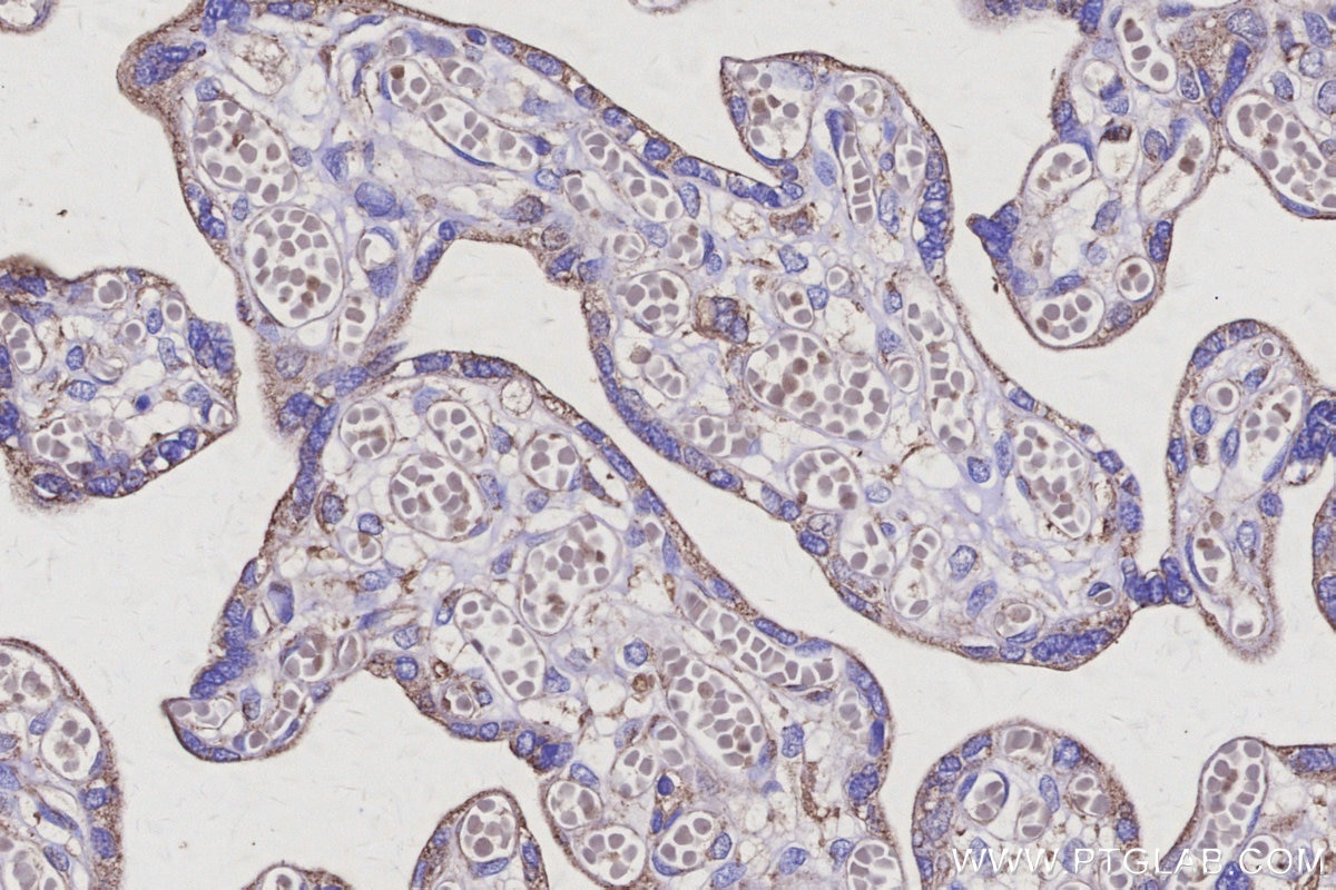 Immunohistochemistry (IHC) staining of human placenta tissue using MEA1 Monoclonal antibody (66472-1-Ig)