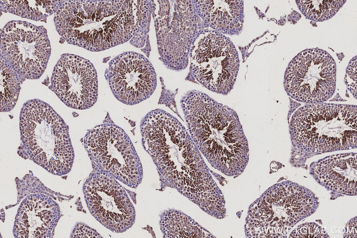 Immunohistochemistry (IHC) staining of mouse testis tissue using MEA1 Monoclonal antibody (66472-1-Ig)