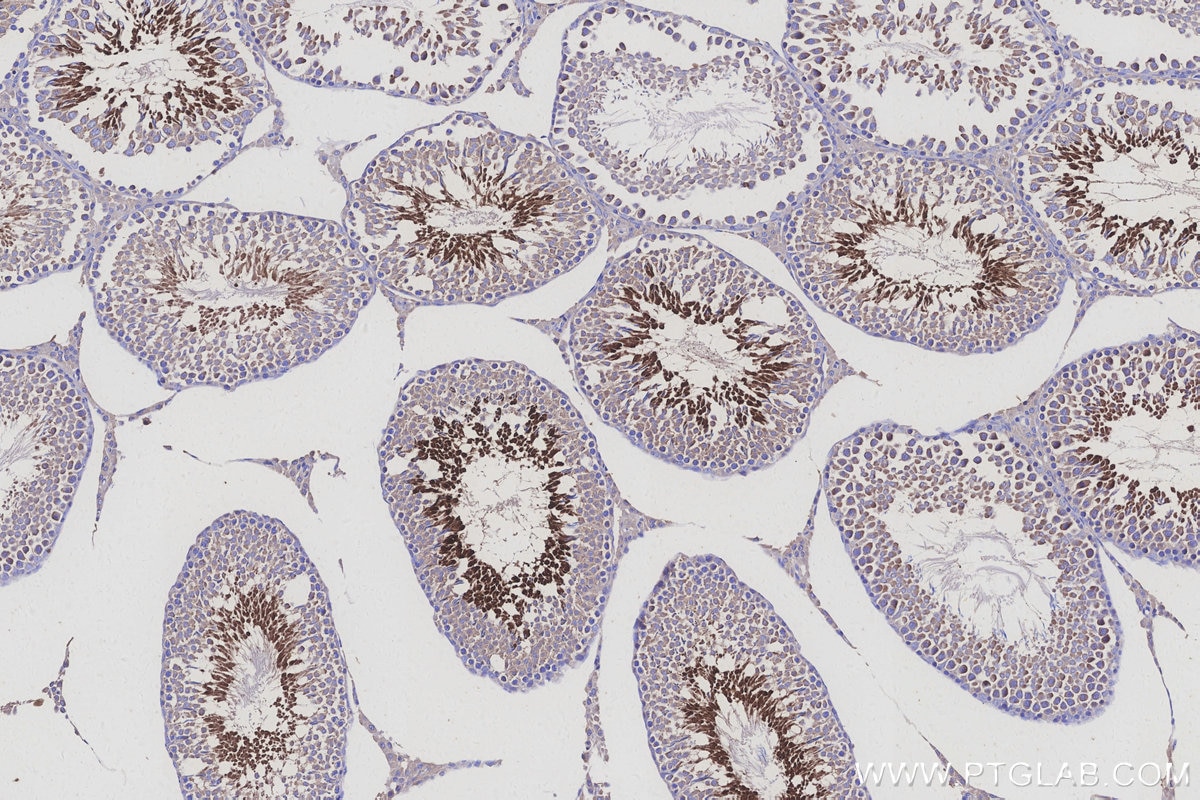 Immunohistochemistry (IHC) staining of rat testis tissue using MEA1 Monoclonal antibody (66472-1-Ig)