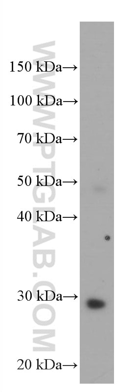 Western Blot (WB) analysis of human testis tissue using MEA1 Monoclonal antibody (66472-1-Ig)