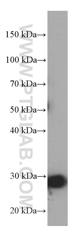 Western Blot (WB) analysis of rat testis tissue using MEA1 Monoclonal antibody (66472-1-Ig)