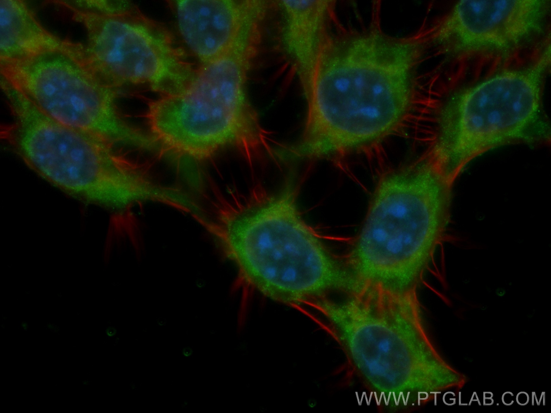 Immunofluorescence (IF) / fluorescent staining of A431 cells using CoraLite® Plus 488-conjugated MEA1 Monoclonal anti (CL488-66472)