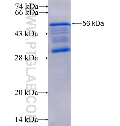 MEA1 fusion protein Ag0375 SDS-PAGE