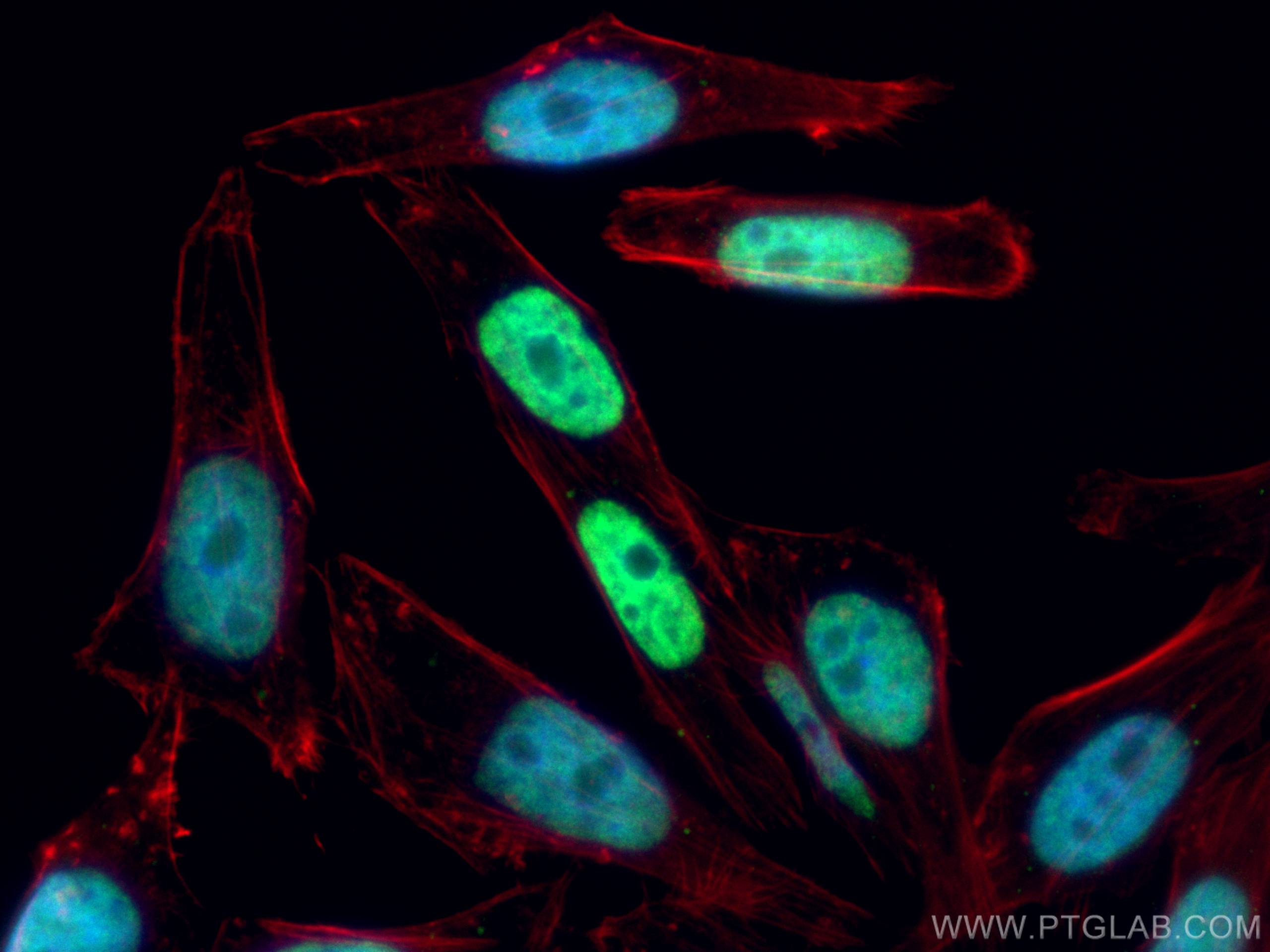 Immunofluorescence (IF) / fluorescent staining of HepG2 cells using CoraLite® Plus 488-conjugated MECP2 Polyclonal ant (CL488-10861)