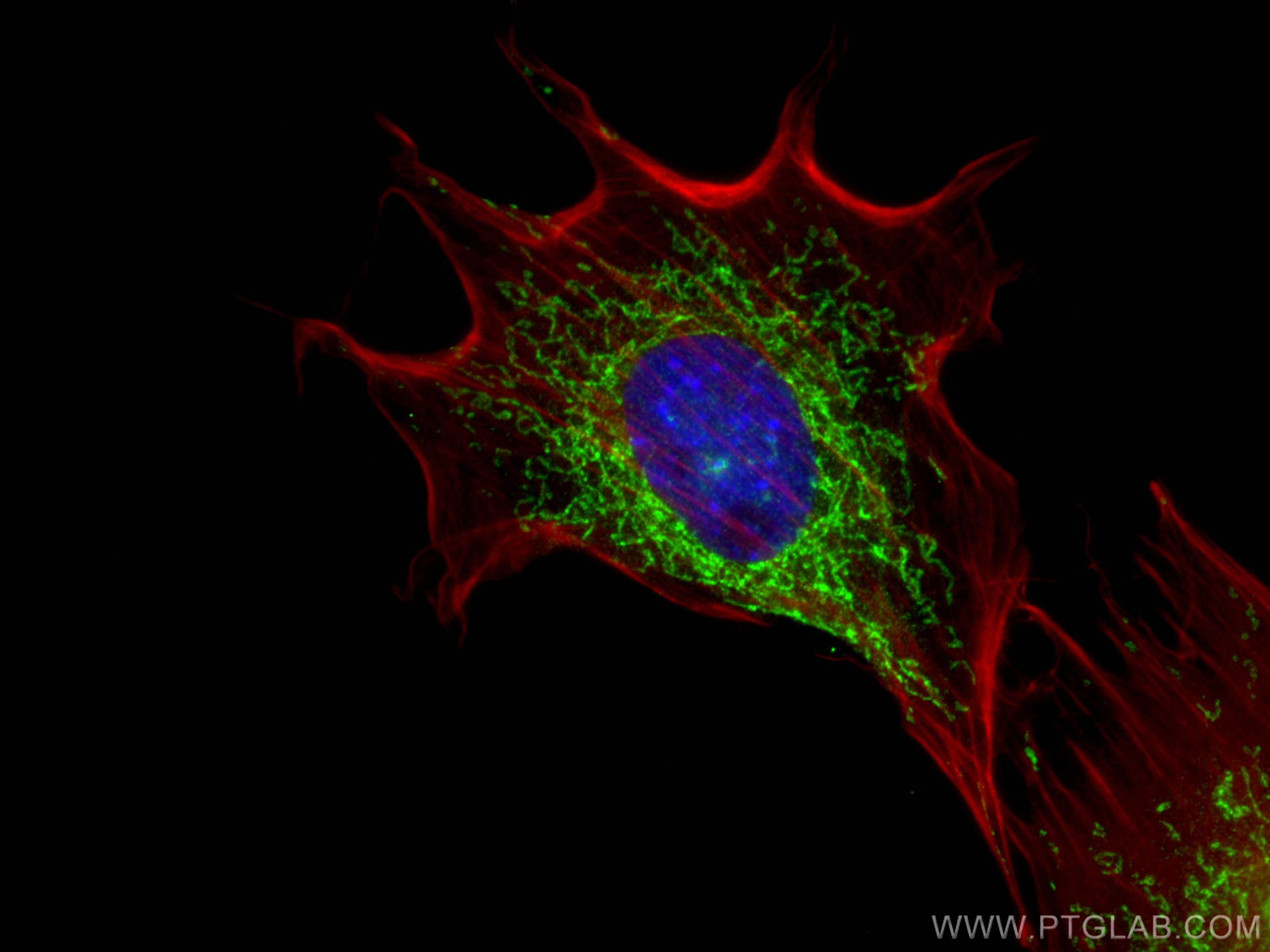 Immunofluorescence (IF) / fluorescent staining of C2C12 cells using MECR Polyclonal antibody (14932-1-AP)
