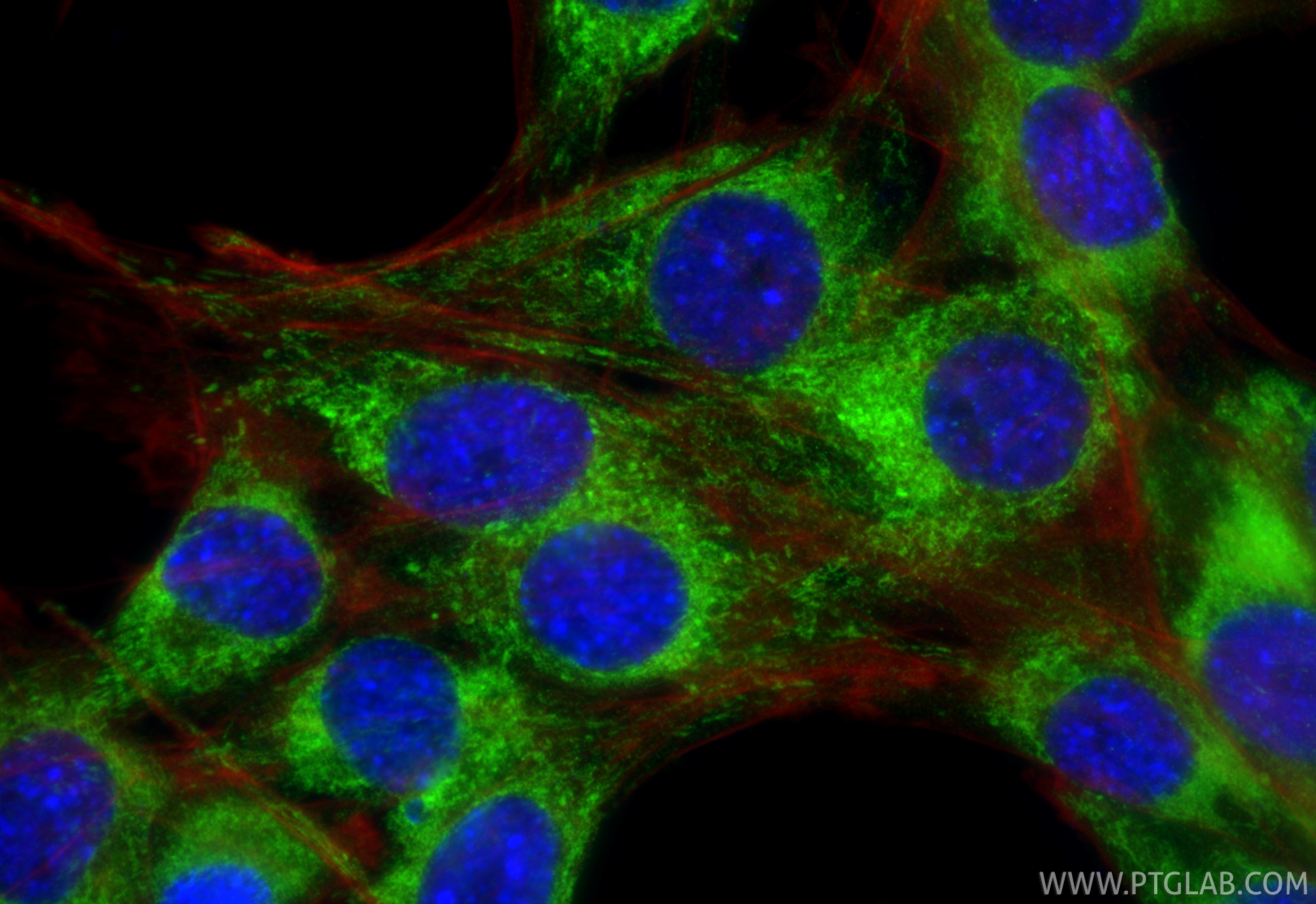 Immunofluorescent analysis of (4% PFA) fixed C2C12 cells using MECR antibody (84729-4-RR, Clone: 242151C5 ) at dilution of 1:400 and CoraLite®488-Conjugated Goat Anti-Rabbit IgG(H+L) (SA00013-2), CL594-Phalloidin (red). Immunofluorescence (IF) / fluorescent staining of C2C12 cells using MECR Recombinant monoclonal antibody (84729-4-RR)