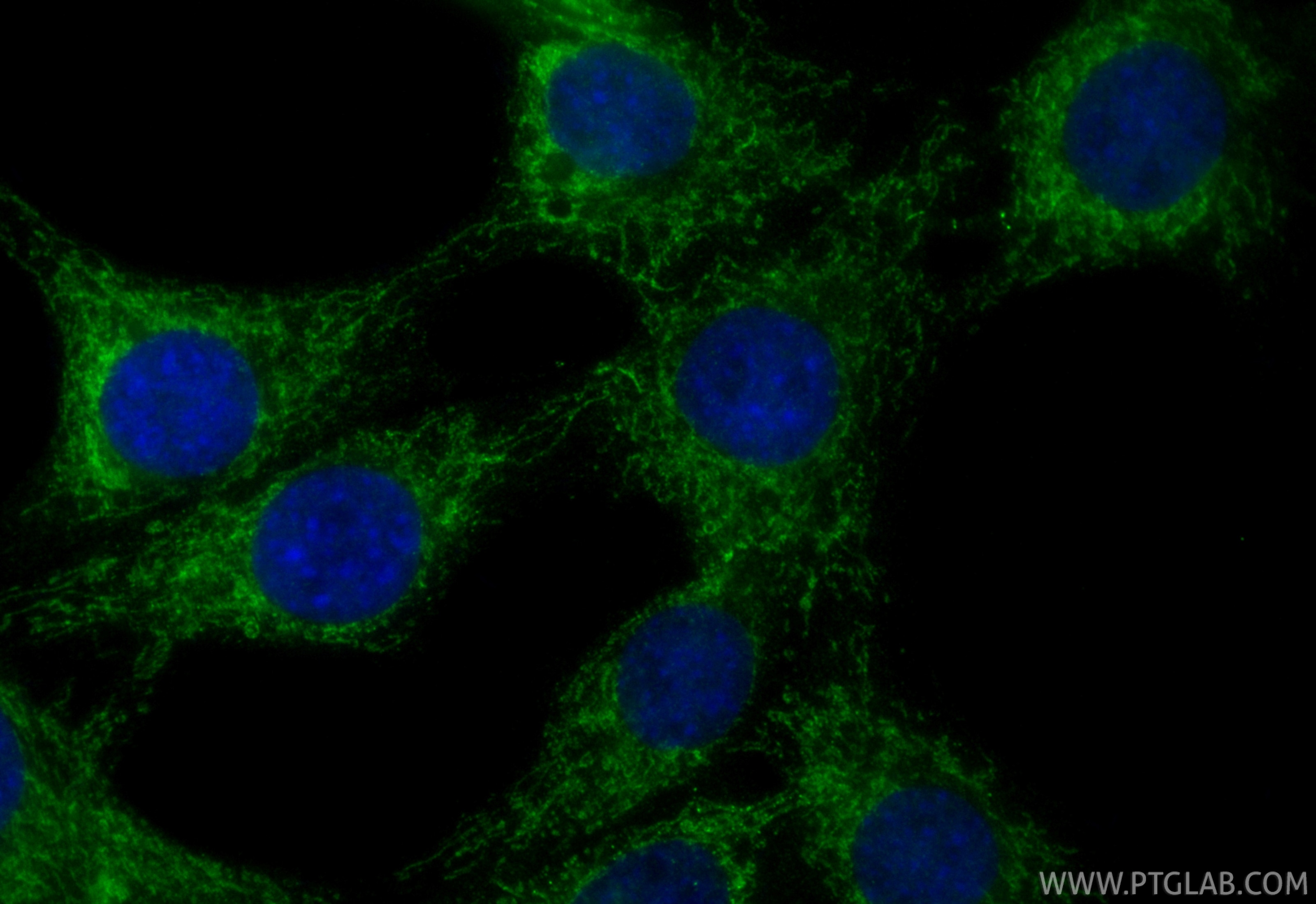 Immunofluorescence (IF) / fluorescent staining of C2C12 cells using CoraLite® Plus 488-conjugated MECR Recombinant mon (CL488-84729-4)