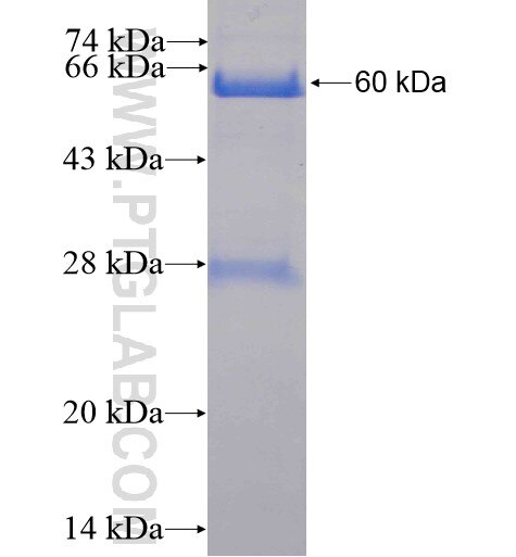 MED1 fusion protein Ag5222 SDS-PAGE
