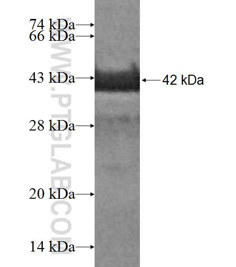 MED10 fusion protein Ag7336 SDS-PAGE