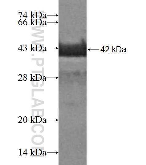MED10 fusion protein Ag7336 SDS-PAGE