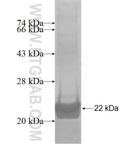 MED10 fusion protein Ag8112 SDS-PAGE