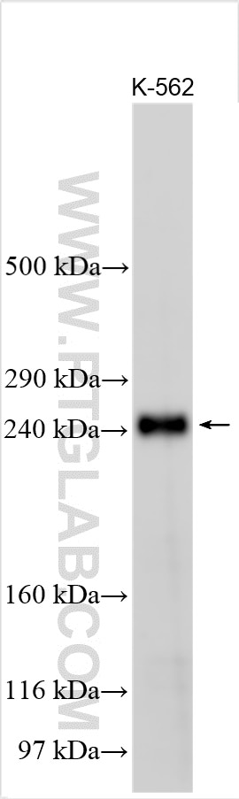 Western Blot (WB) analysis of various lysates using MED13L Polyclonal antibody (20046-1-AP)