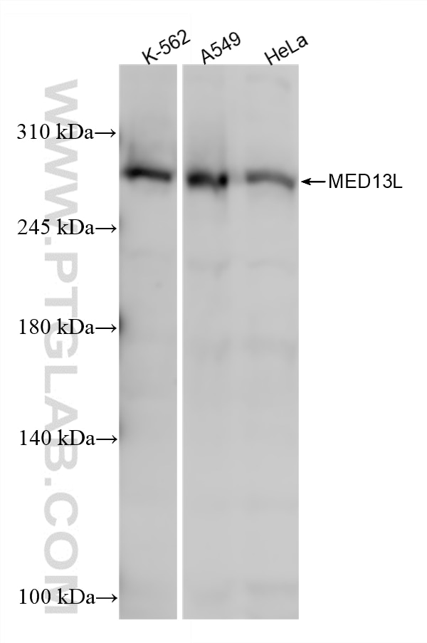 WB analysis using 87618-1-RR (same clone as 87618-1-PBS) Western Blot (WB) analysis of various lysates using MED13L Recombinant monoclonal antibody (87618-1-RR)