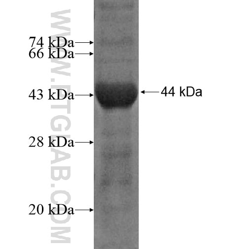 MED14 fusion protein Ag12030 SDS-PAGE