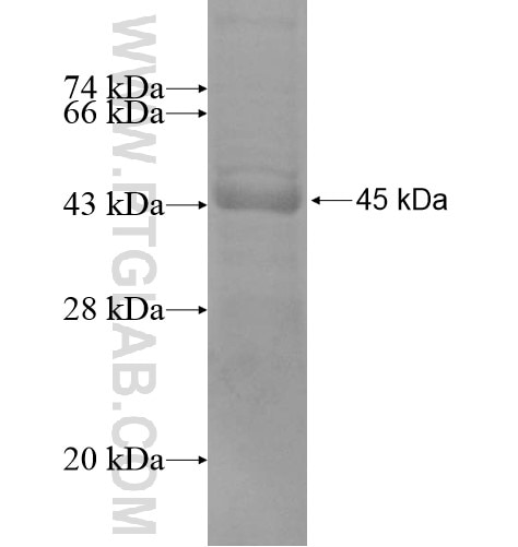 MED15 fusion protein Ag13377 SDS-PAGE