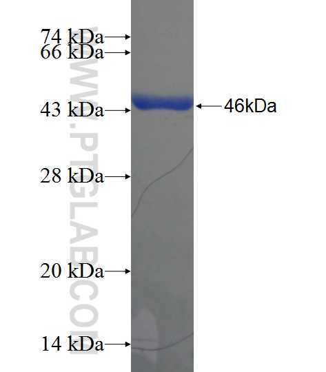 MED17 fusion protein Ag24670 SDS-PAGE