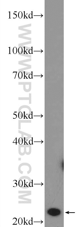 WB analysis of HeLa using 15352-1-AP