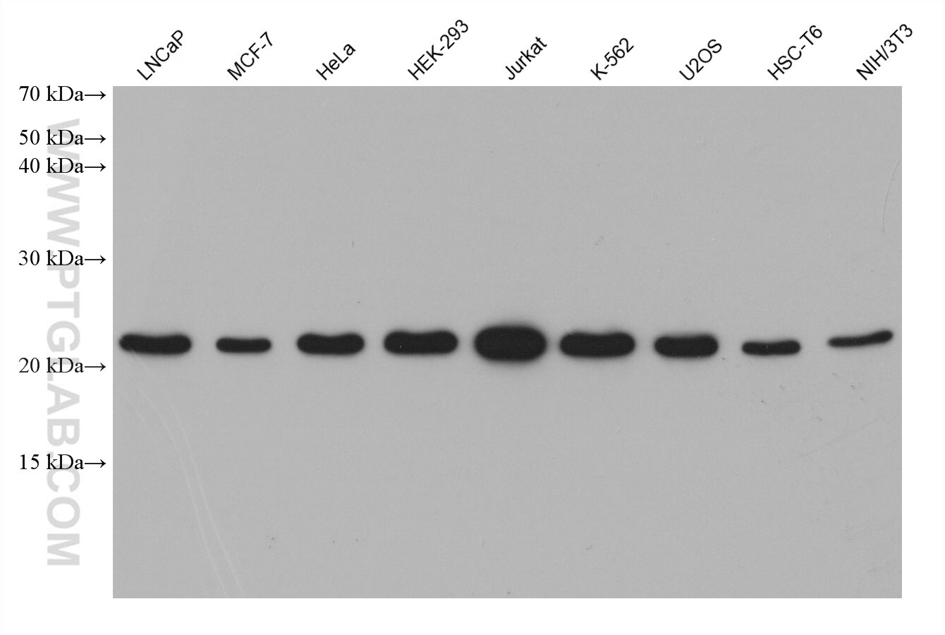 Western Blot (WB) analysis of various lysates using MED18 Monoclonal antibody (60467-1-Ig)