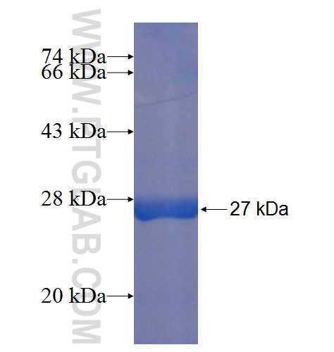 MED18 fusion protein Ag7495 SDS-PAGE