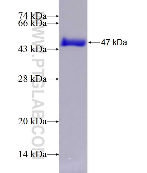 MED18 fusion protein Ag7598 SDS-PAGE