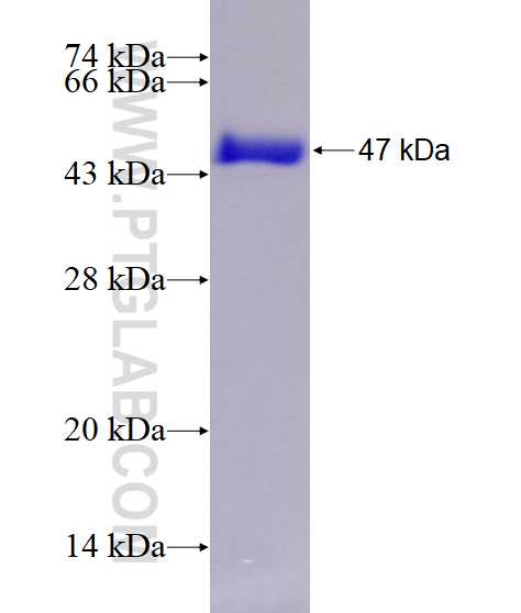 MED18 fusion protein Ag7598 SDS-PAGE