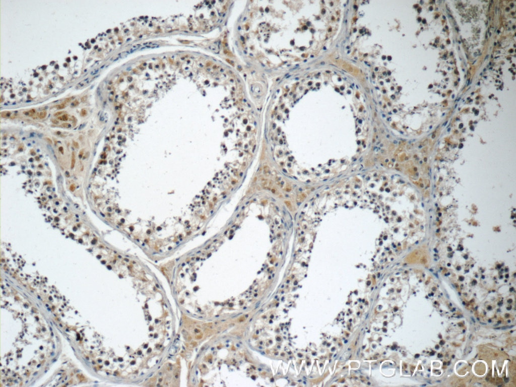 Immunohistochemistry (IHC) staining of human testis tissue using MED19 Polyclonal antibody (13418-1-AP)