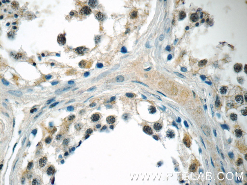Immunohistochemistry (IHC) staining of human testis tissue using MED19 Polyclonal antibody (13418-1-AP)