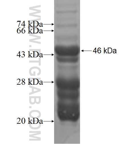 MED19 fusion protein Ag4165 SDS-PAGE