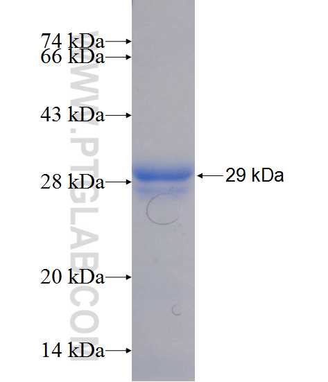 MED20 fusion protein Ag11614 SDS-PAGE