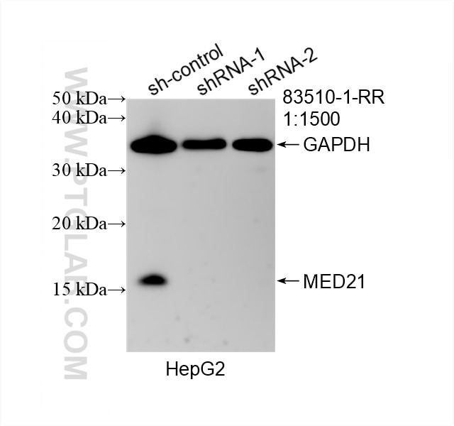 Western Blot (WB) analysis of HepG2 cells using MED21 Recombinant antibody (83510-1-RR)