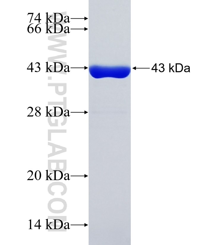 MED22 fusion protein Ag10102 SDS-PAGE