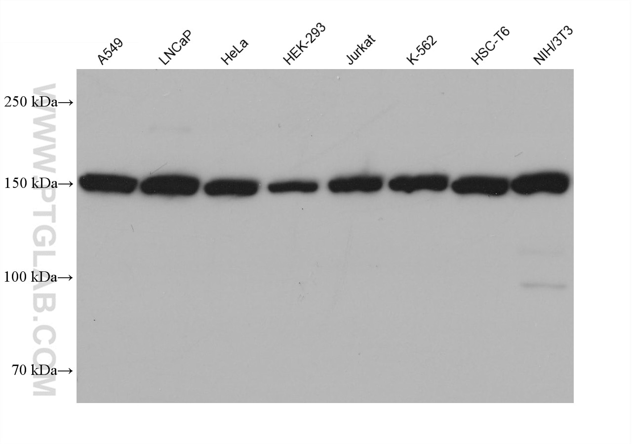 Western Blot (WB) analysis of various lysates using MED23 Monoclonal antibody (68307-1-Ig)