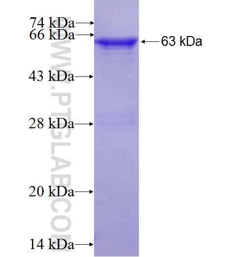 MED23 fusion protein Ag27241 SDS-PAGE