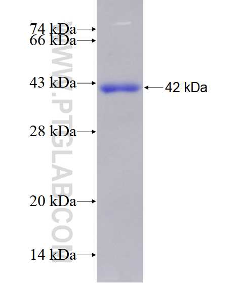 MED23 fusion protein Ag28483 SDS-PAGE