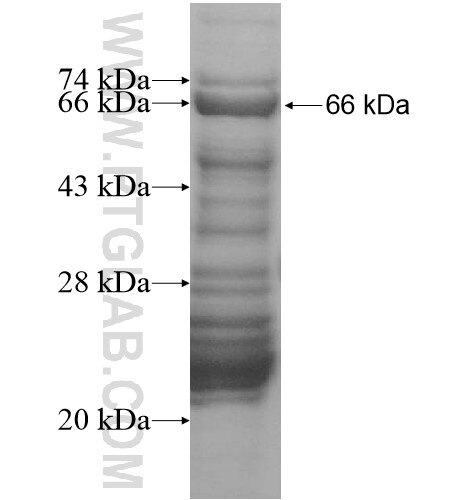 MED26 fusion protein Ag15381 SDS-PAGE