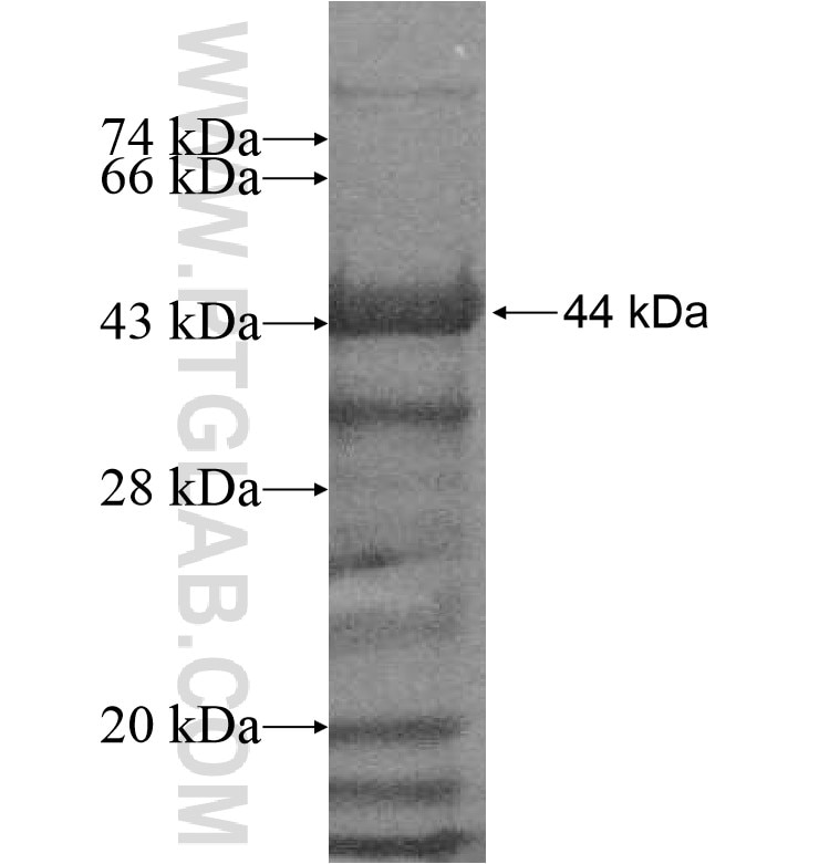 MED26 fusion protein Ag16915 SDS-PAGE