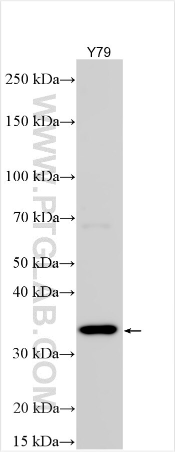Western Blot (WB) analysis of various lysates using MED27 Polyclonal antibody (17652-1-AP)