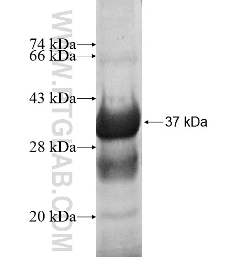 MED27 fusion protein Ag12046 SDS-PAGE