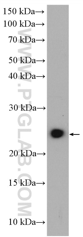 WB analysis of PC-12 using 16262-1-AP