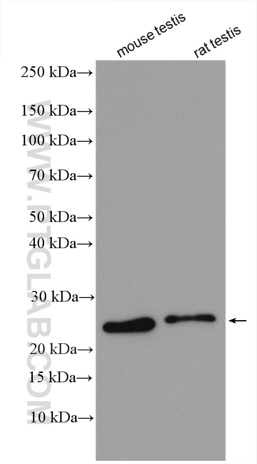 Western Blot (WB) analysis of various lysates using MED28 Polyclonal antibody (16262-1-AP)