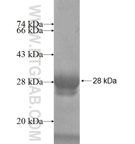MED28 fusion protein Ag9230 SDS-PAGE