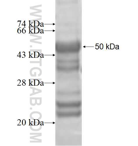 MED28 fusion protein Ag9327 SDS-PAGE