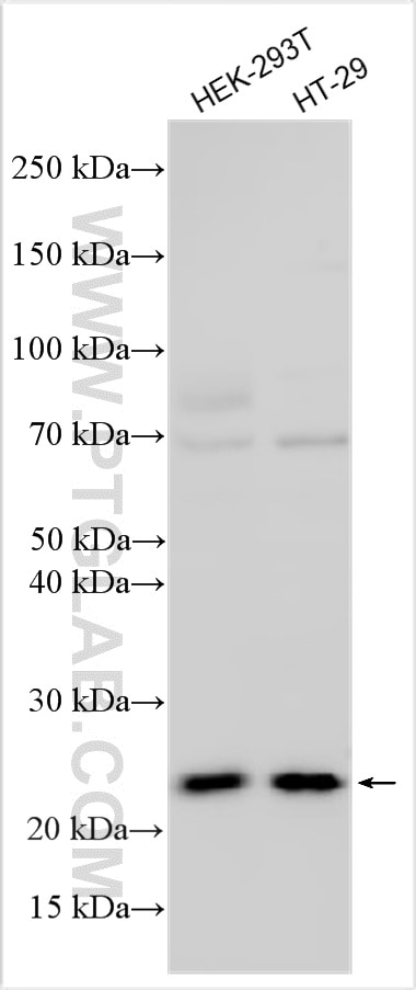 Various lysates were subjected to SDS PAGE followed by western blot with 33366-1-AP (MED29 antibody) at dilution of 1:1000 incubated at room temperature for 1.5 hours. Western Blot (WB) analysis of various lysates using MED29 Polyclonal antibody (33366-1-AP)