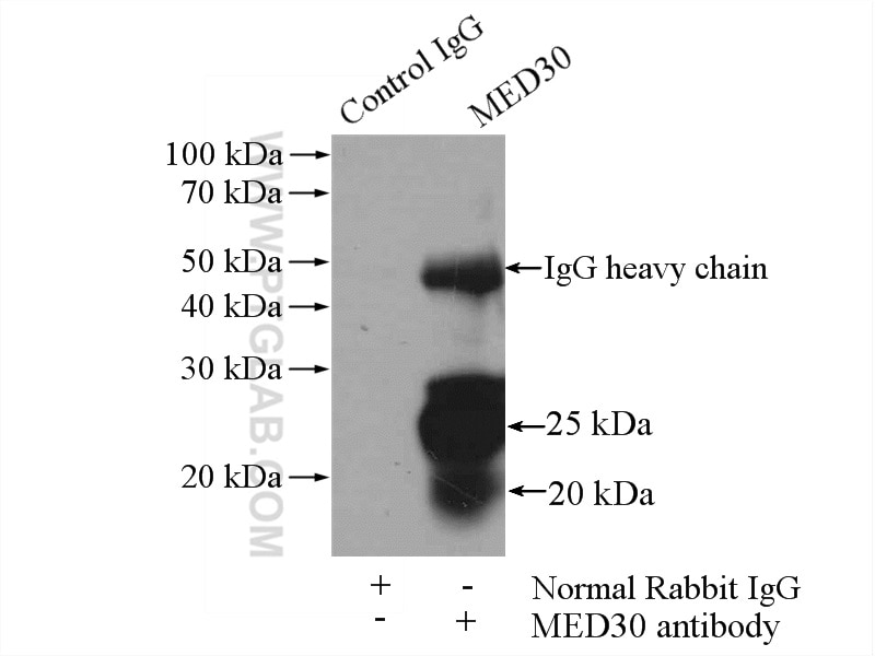 Immunoprecipitation (IP) experiment of mouse heart tissue using MED30 Polyclonal antibody (16787-1-AP)