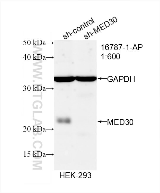 Western Blot (WB) analysis of HEK-293 cells using MED30 Polyclonal antibody (16787-1-AP)